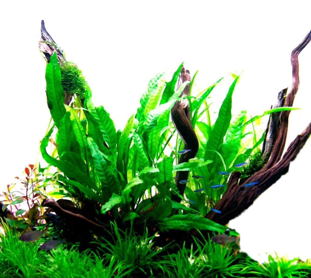 10 популярных аквариумных растений, которым не нужен субстрат