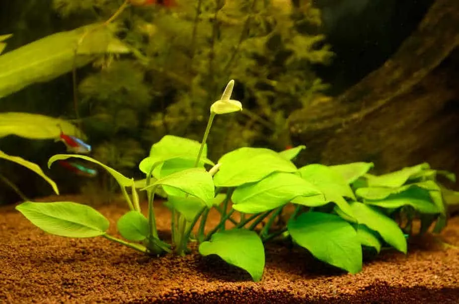 5 лучших цветущих водных растений