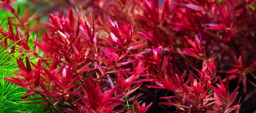 7 лучших красных водных растений, которые добавят цвета в аквариум