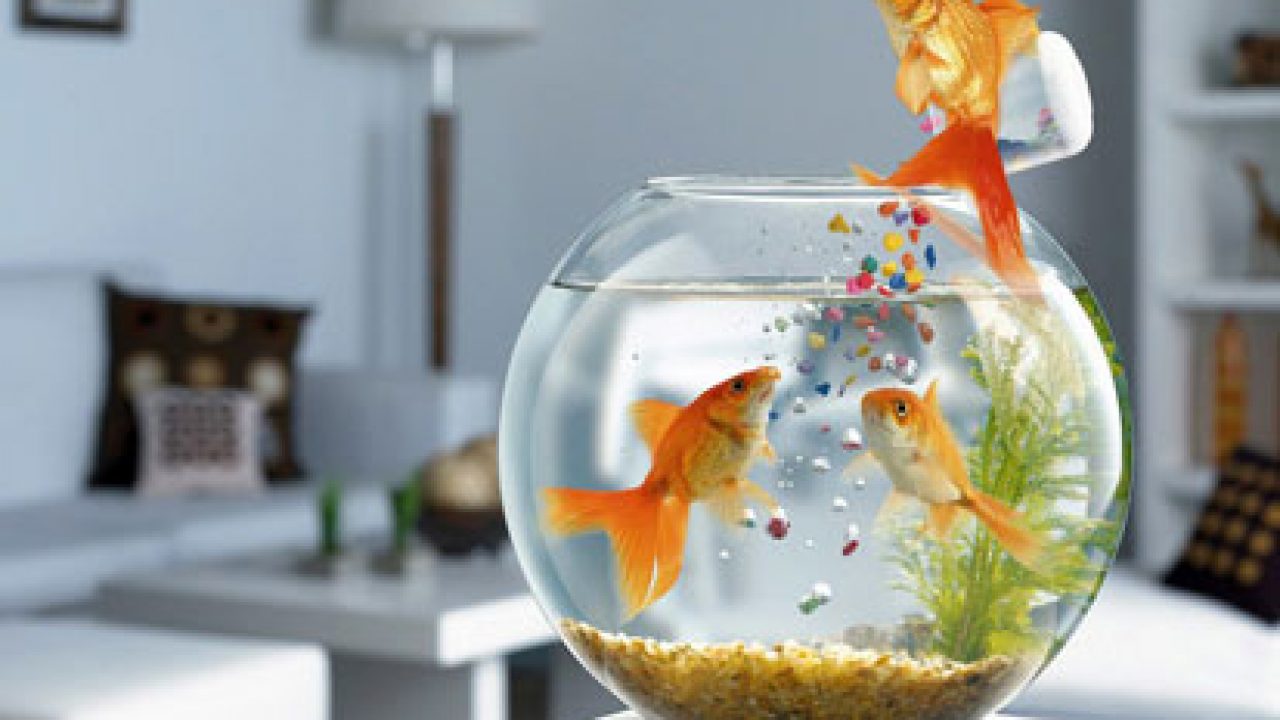 5 простых домашних рецептов для аквариумных рыб