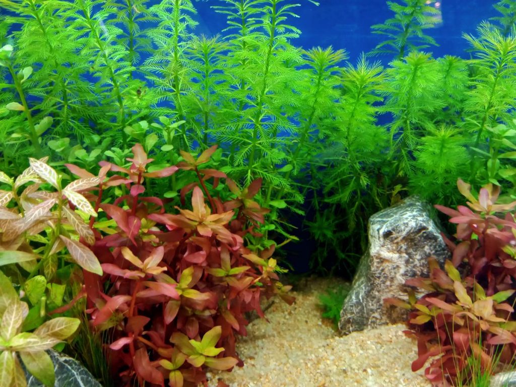 Руководство для начинающих по выращиванию водных растений в аквариуме